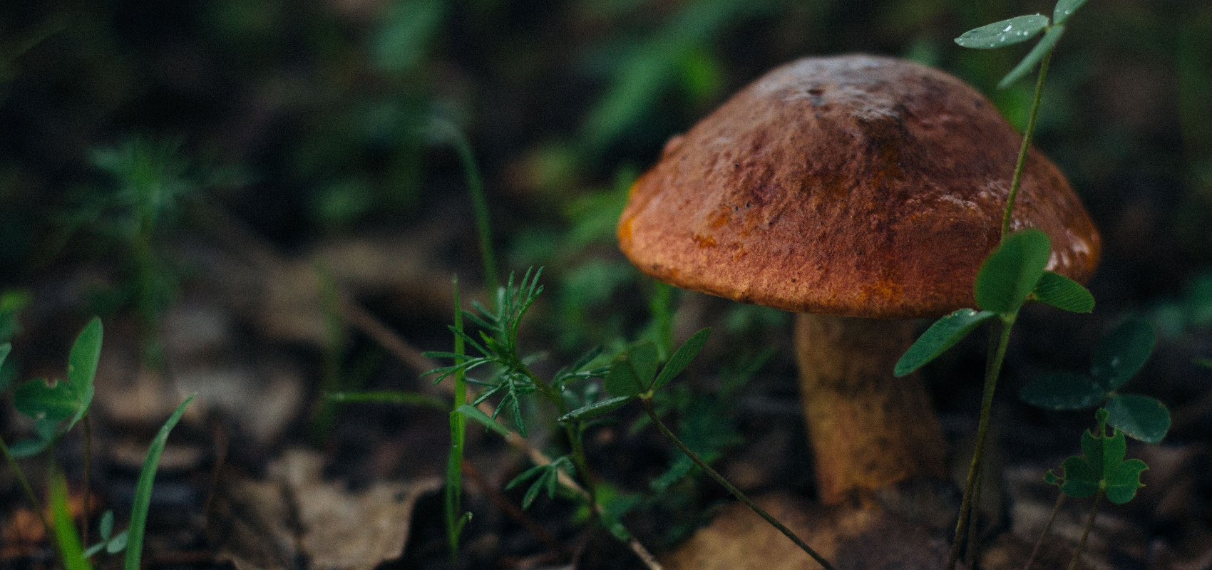 Gorzknienie grzybów po mrożeniu – fakt czy mit?