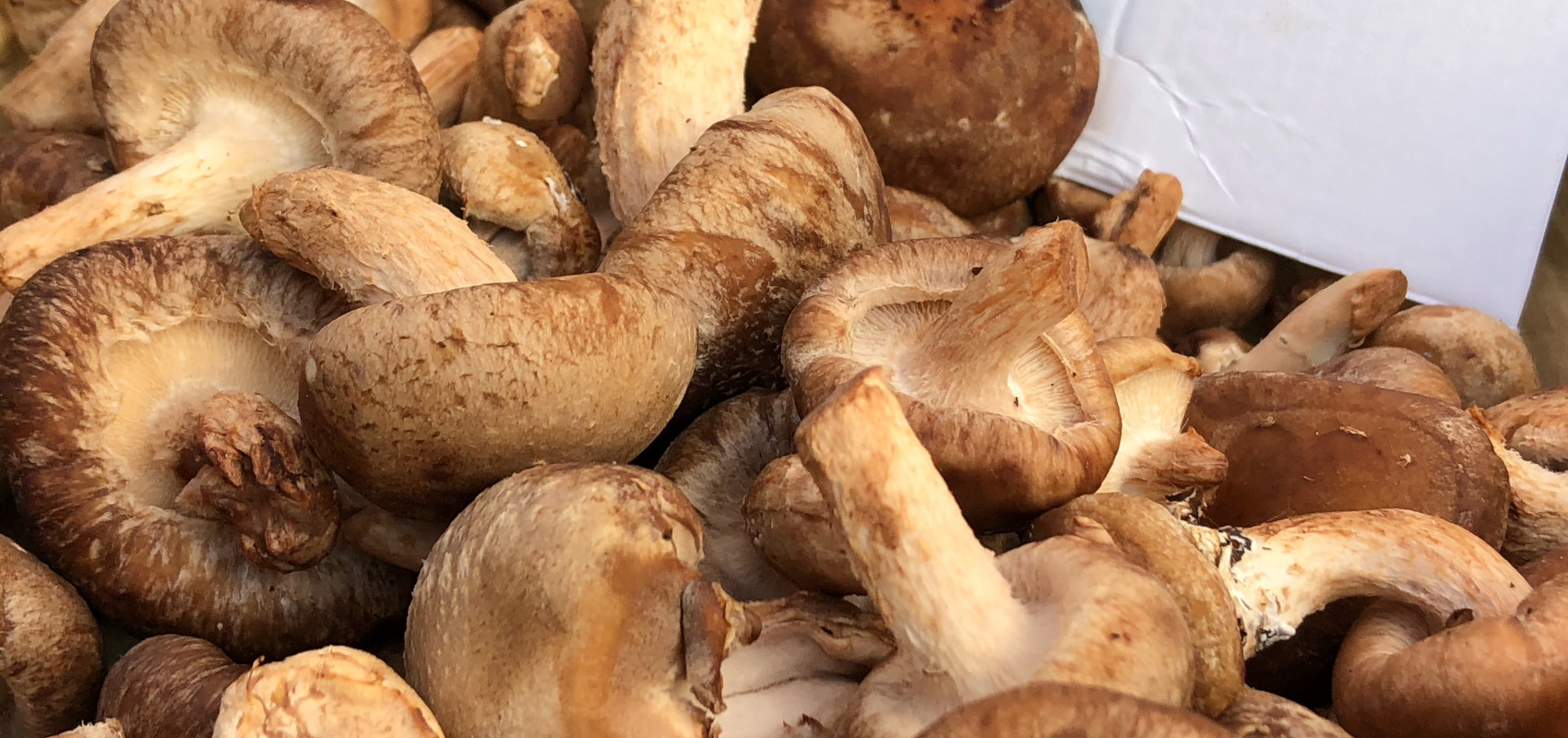 Suszenie grzybów – jak to robić poprawnie?