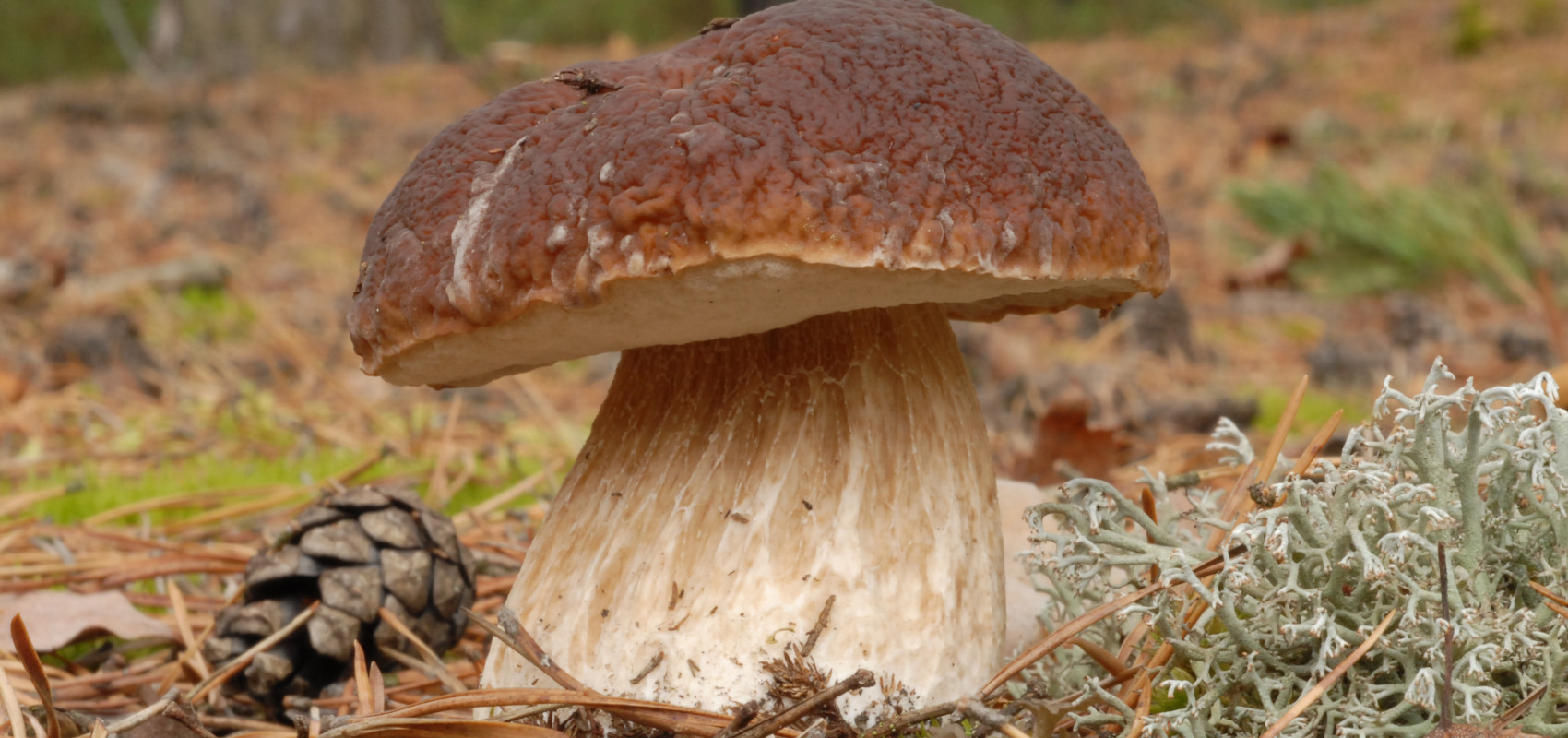 Borowik – jeden grzyb, wiele odmian