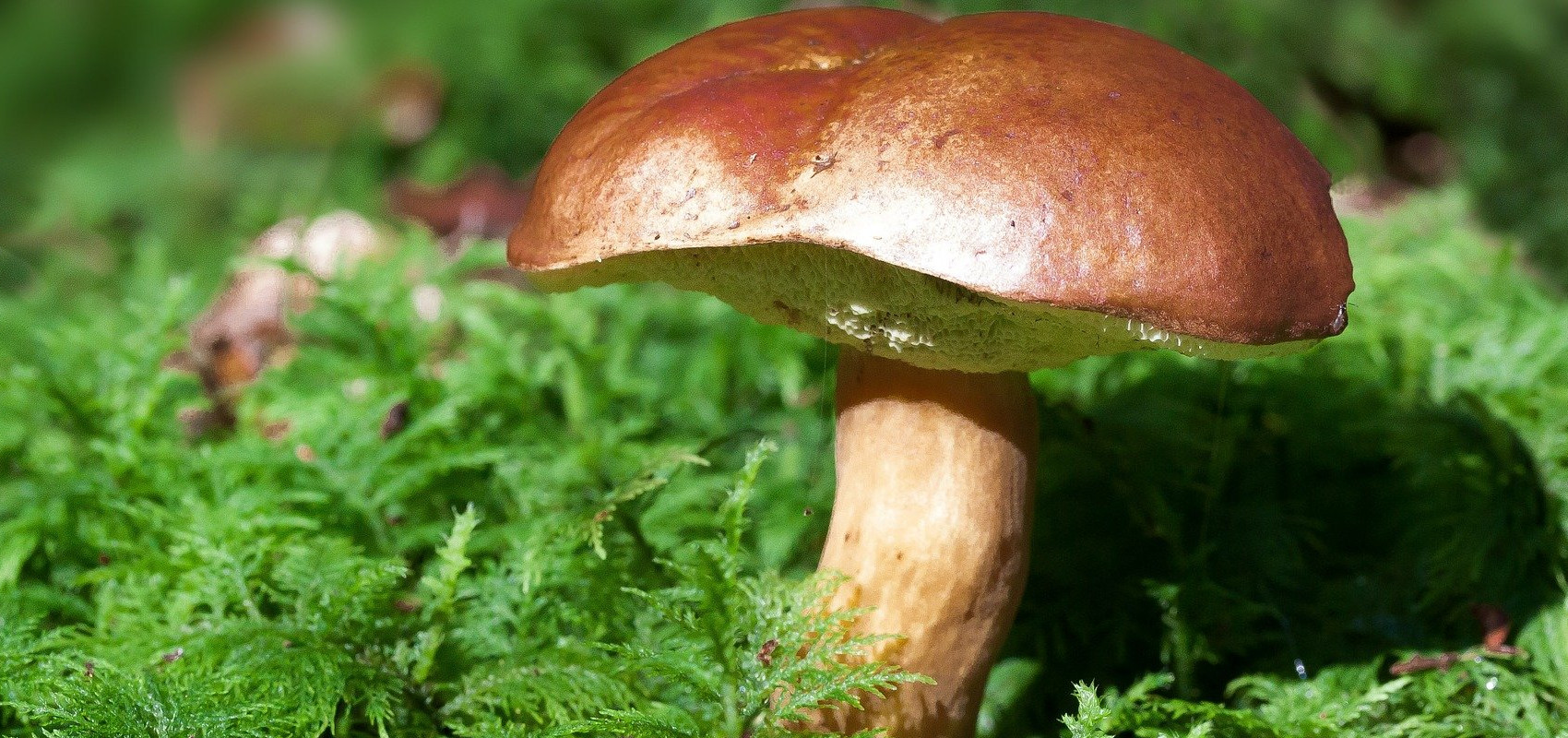 Legalna sprzedaż grzybów leśnych – wszystko co trzeba wiedzieć