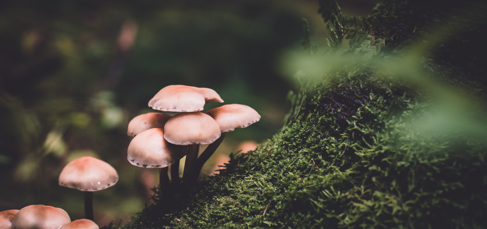Uprawa grzybów w drewnie – na czym polega?