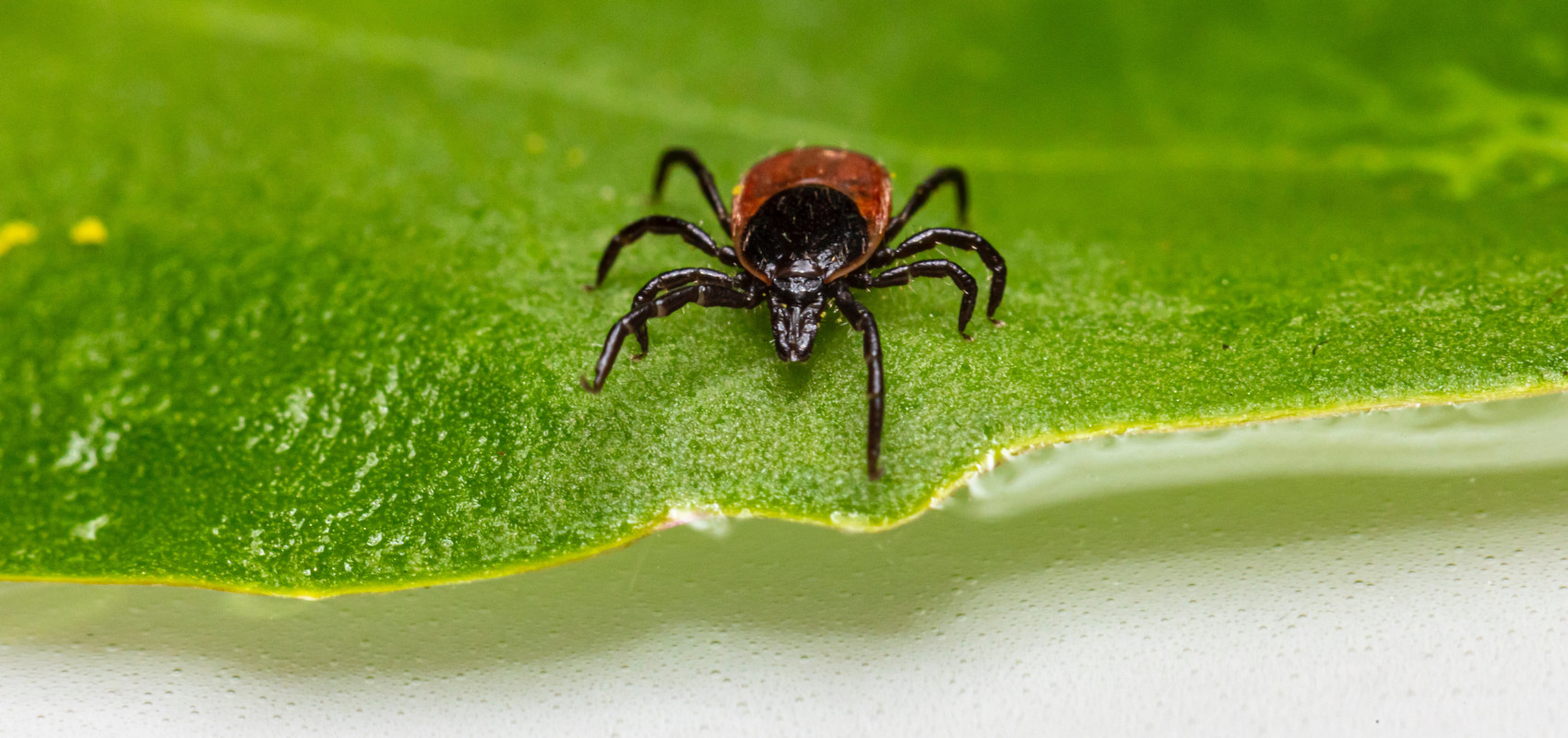 Tajniki skutecznej ochrony przed kleszczami i pajęczakami