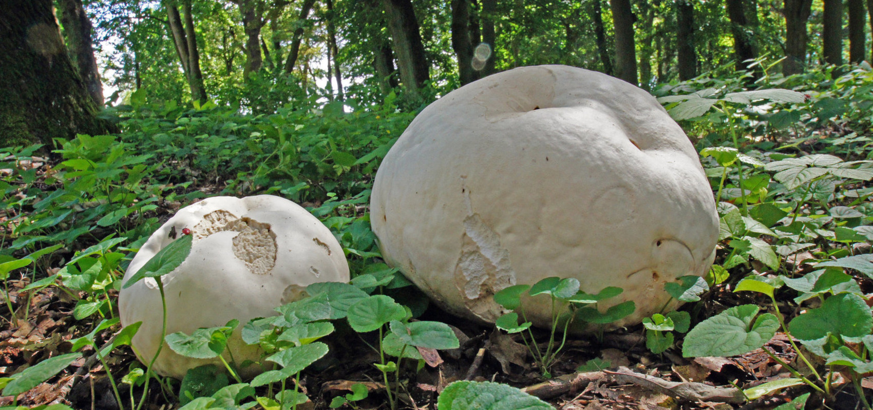 Purchawica olbrzymia – gigant wśród grzybów!
