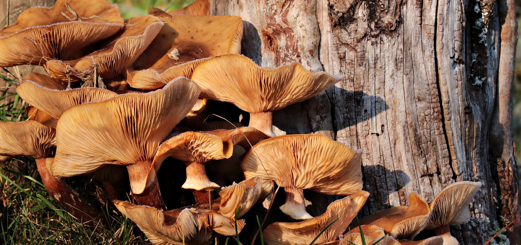 Dlaczego niektóre gatunki grzybów rosną grupami?