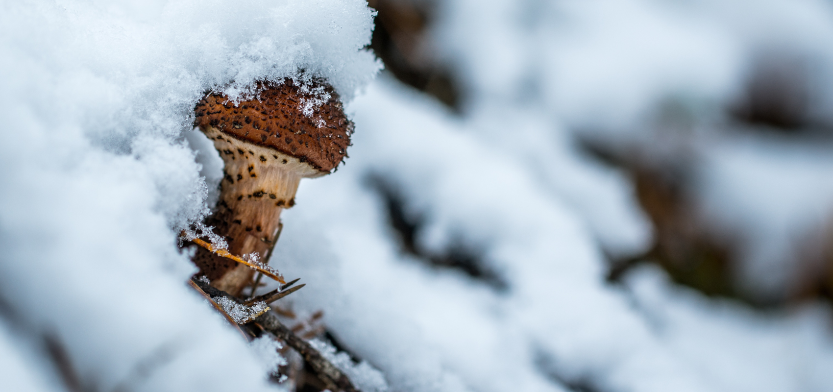 Czy zima to dobry czas na zastosowanie mikoryzy?