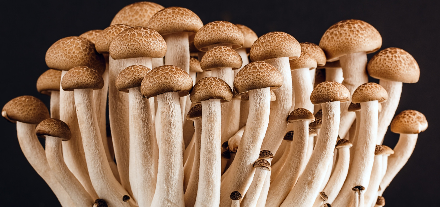 Hodowla grzybów z kołków – co musisz wiedzieć?
