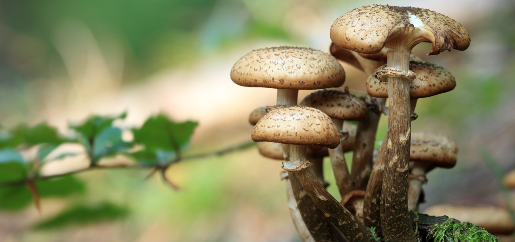Skąd się wzięły nazwy grzybów? Poznaj ich etymologię!