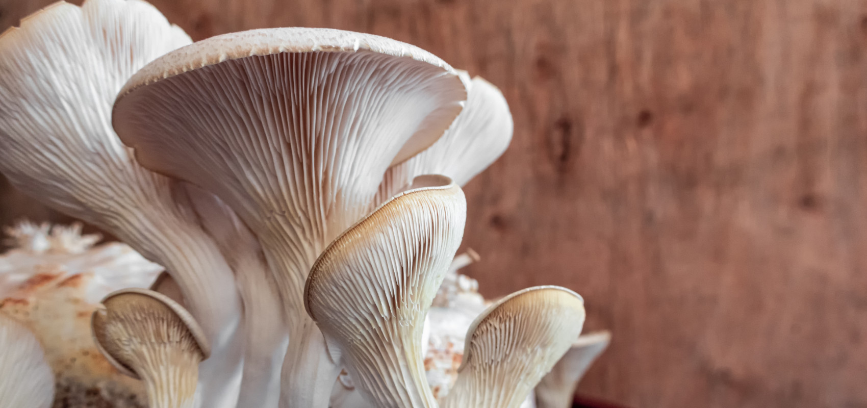 Uprawa grzybów w domu – jak hodować grzyby w warunkach domowych?