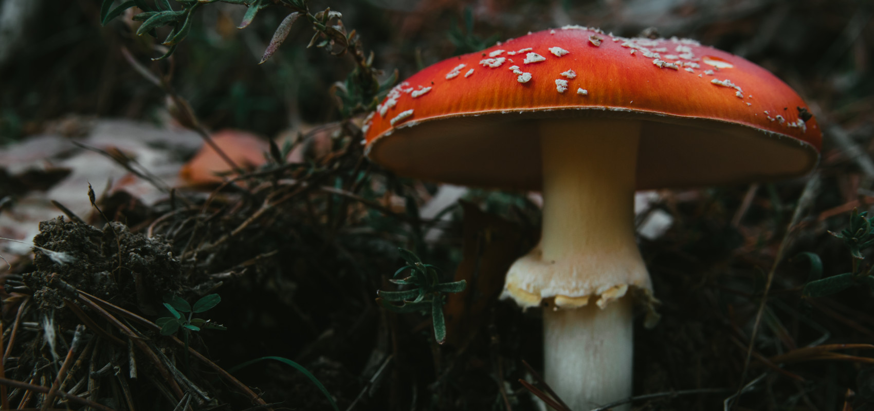 Poznaj najciekawsze legendy i opowieści dotyczące grzybów