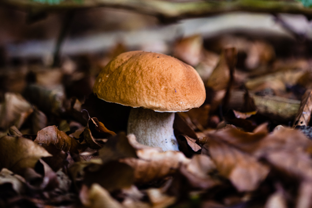 Koźlarz czerwony – smaczny grzyb z lasów liściastych