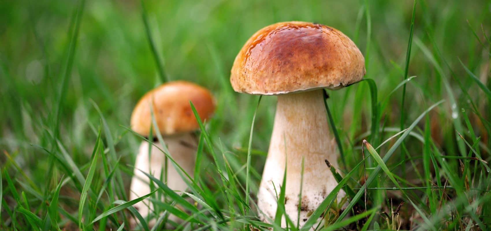 Grzyby a zmiany klimatyczne – jakie są skutki zmian klimatycznych dla występowania i rozwoju grzybów?