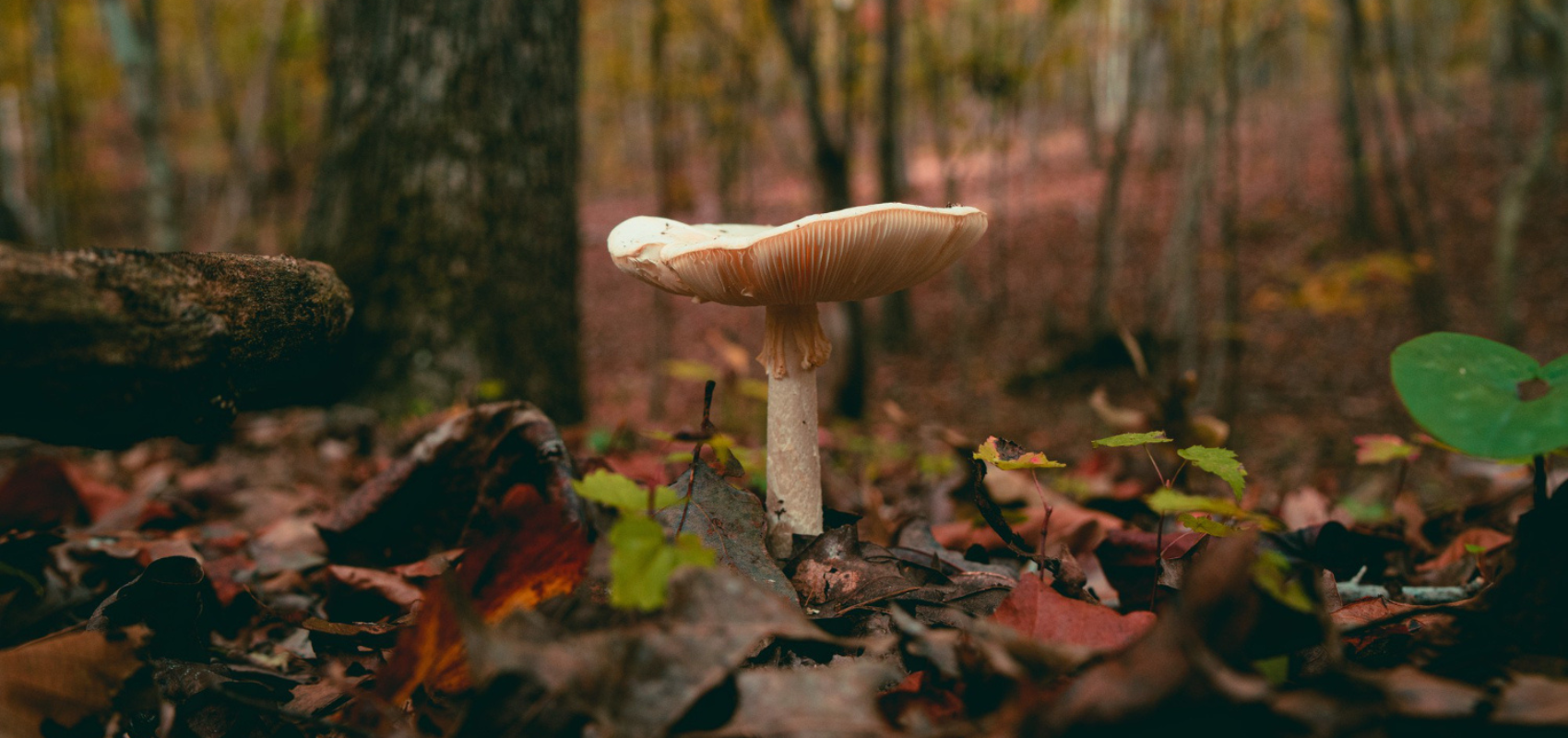 Czy w listopadzie rosną grzyby? Co znajdziemy jesienią w lesie?