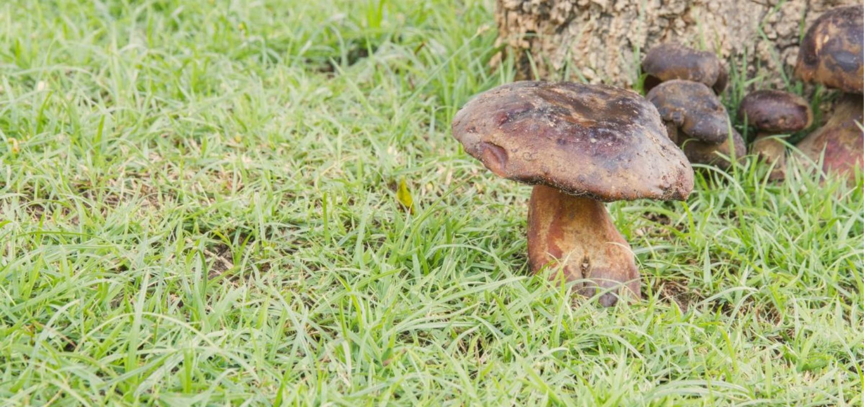Hodowla grzybów w ogrodzie – czy to się opłaca?