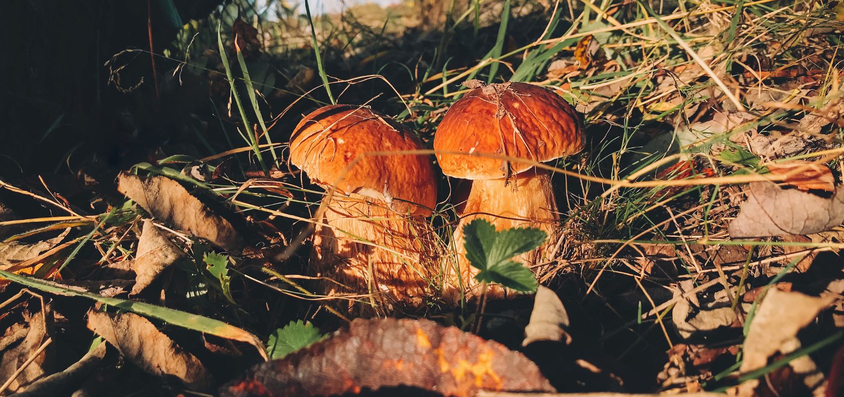 Najlepsze grzyby do zbierania we wrześniu