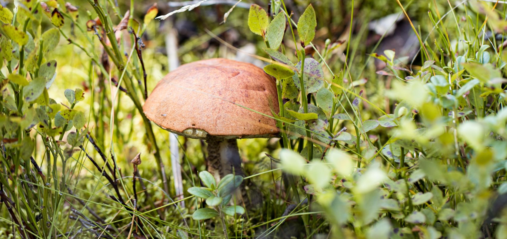 Grzybnia a permakultura – jak wspierać naturalny ekosystem ogrodu?
