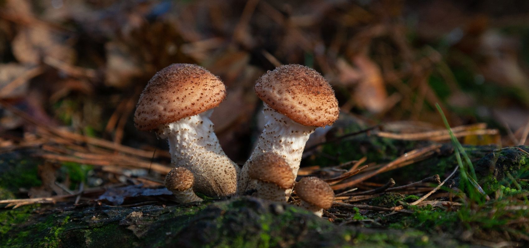 Dlaczego opieńka miodowa jest tak lubiana przez grzybiarzy?