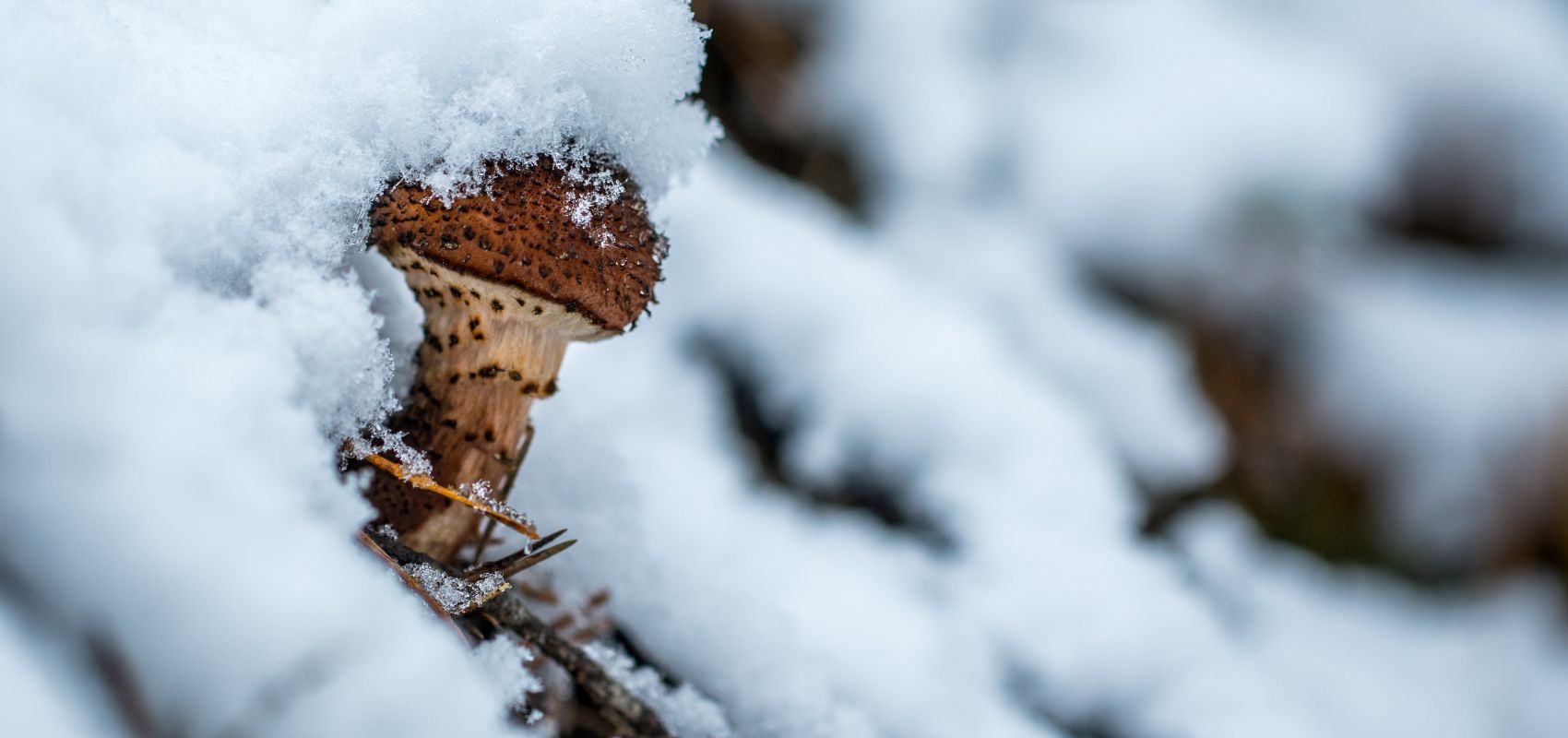 Grzyby, które lubią chłód – gatunki, które rosną nawet po przymrozkach