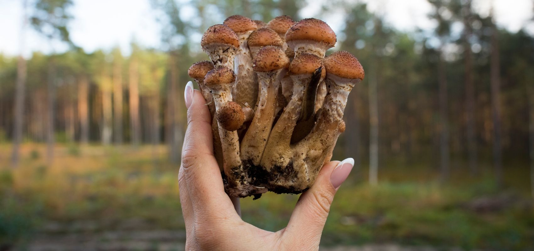 Najlepsze sposoby na przechowywanie opieniek: mrożenie, suszenie, marynowanie