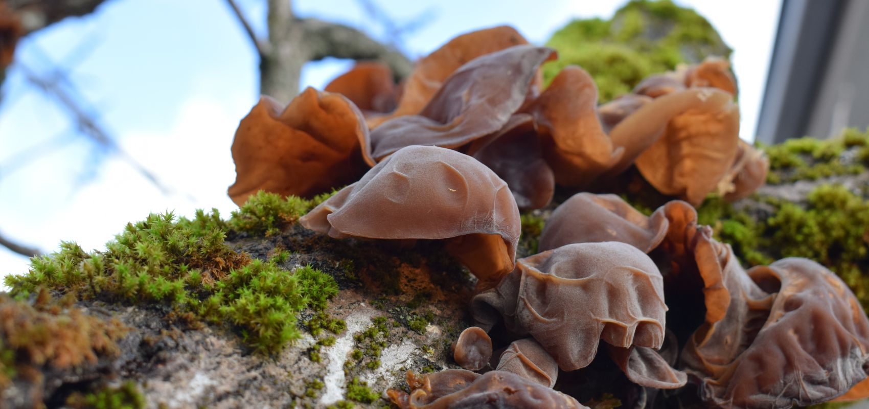 Uszak bzowy – kiedy zbierać, gdzie rośnie i jak go przechowywać?