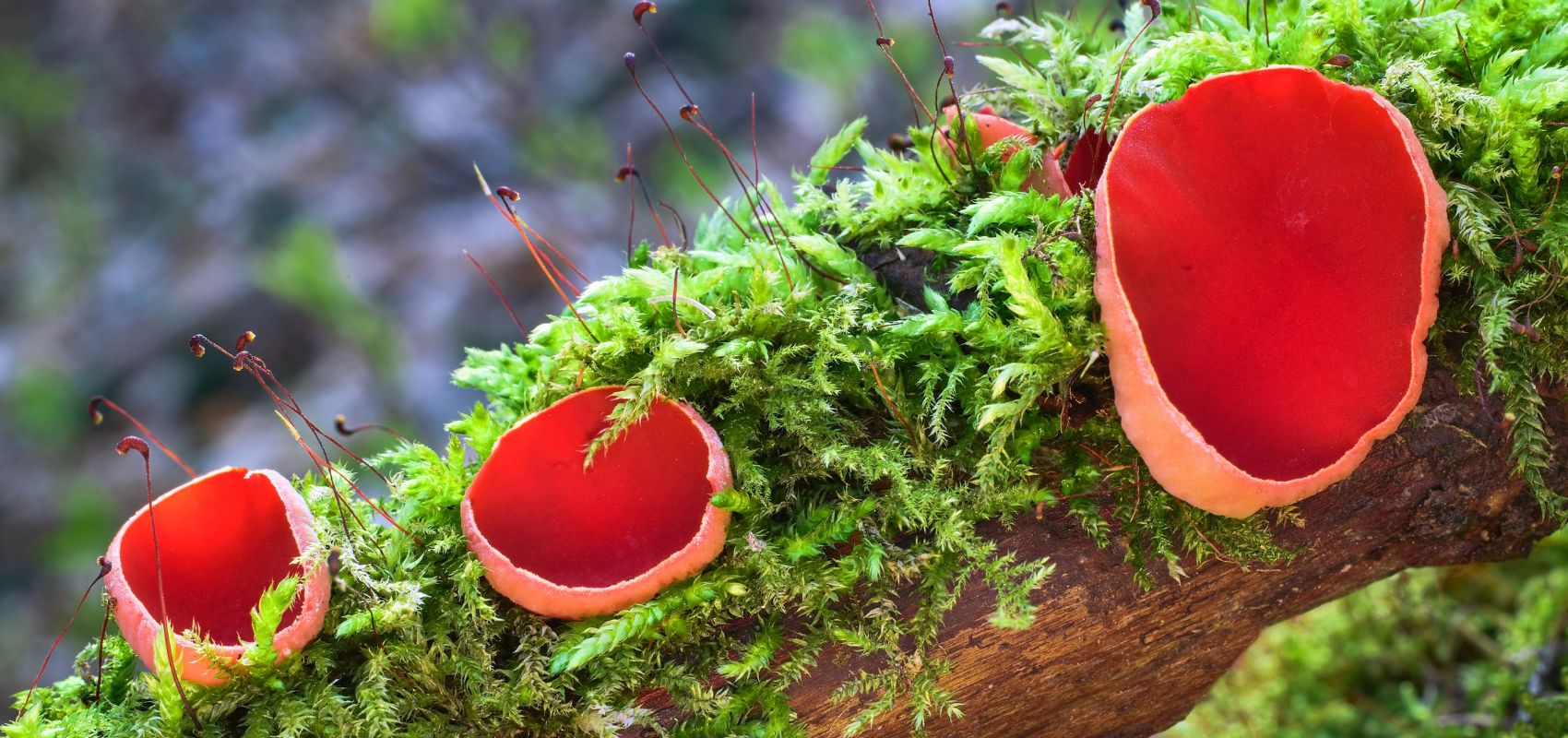 Czarka austriacka – jeden z pierwszych zwiastunów wiosny w polskich lasach