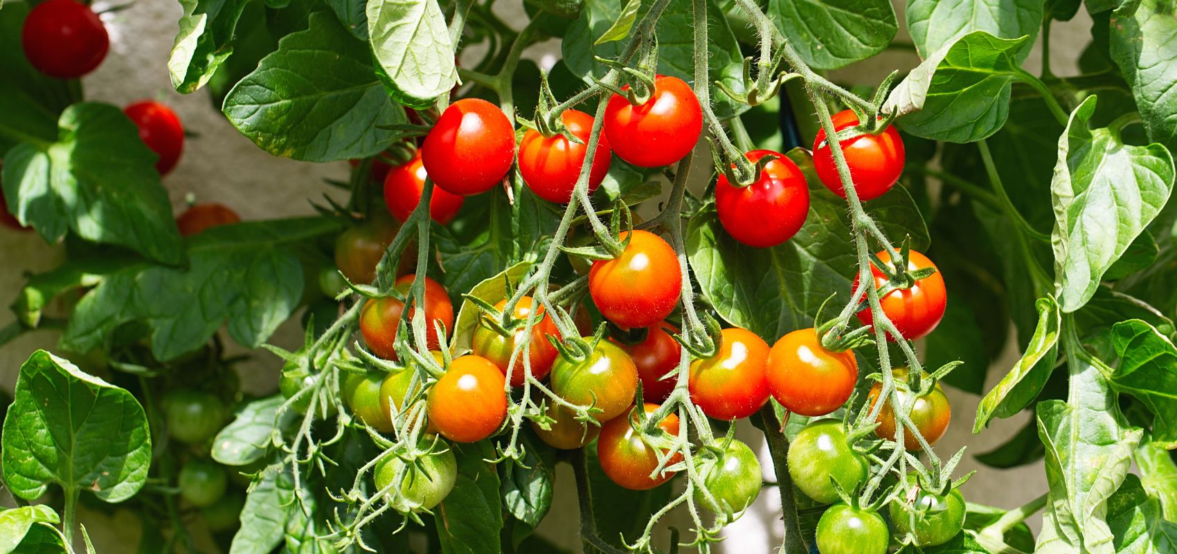 Pomidory – jak osiągnąć efekt „jak z obrazka” naturalnymi metodami