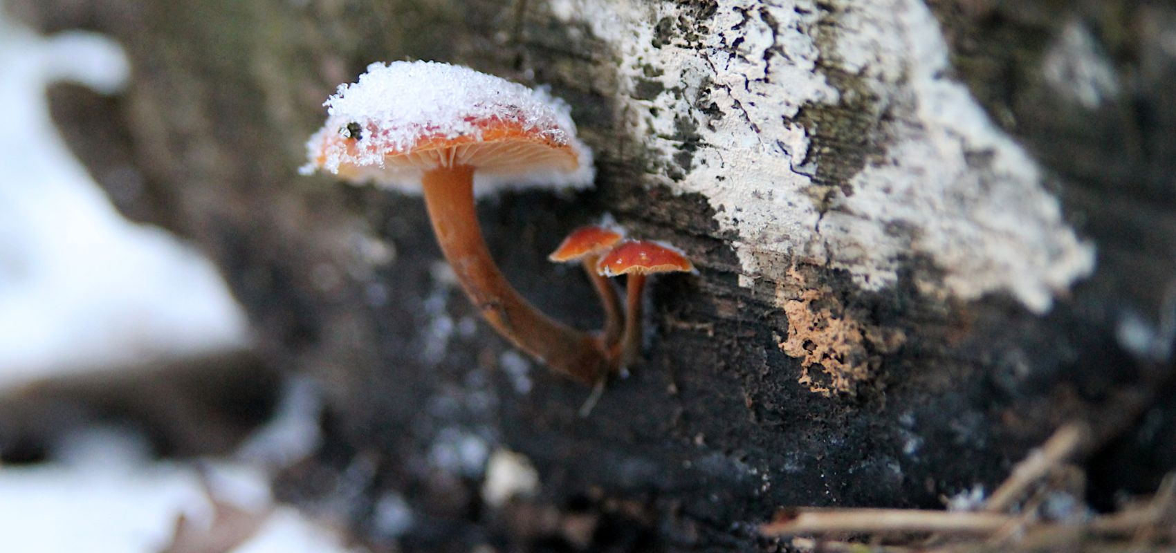 Jakie grzyby rosną w lutym? Przewodnik dla zimowych grzybiarzy