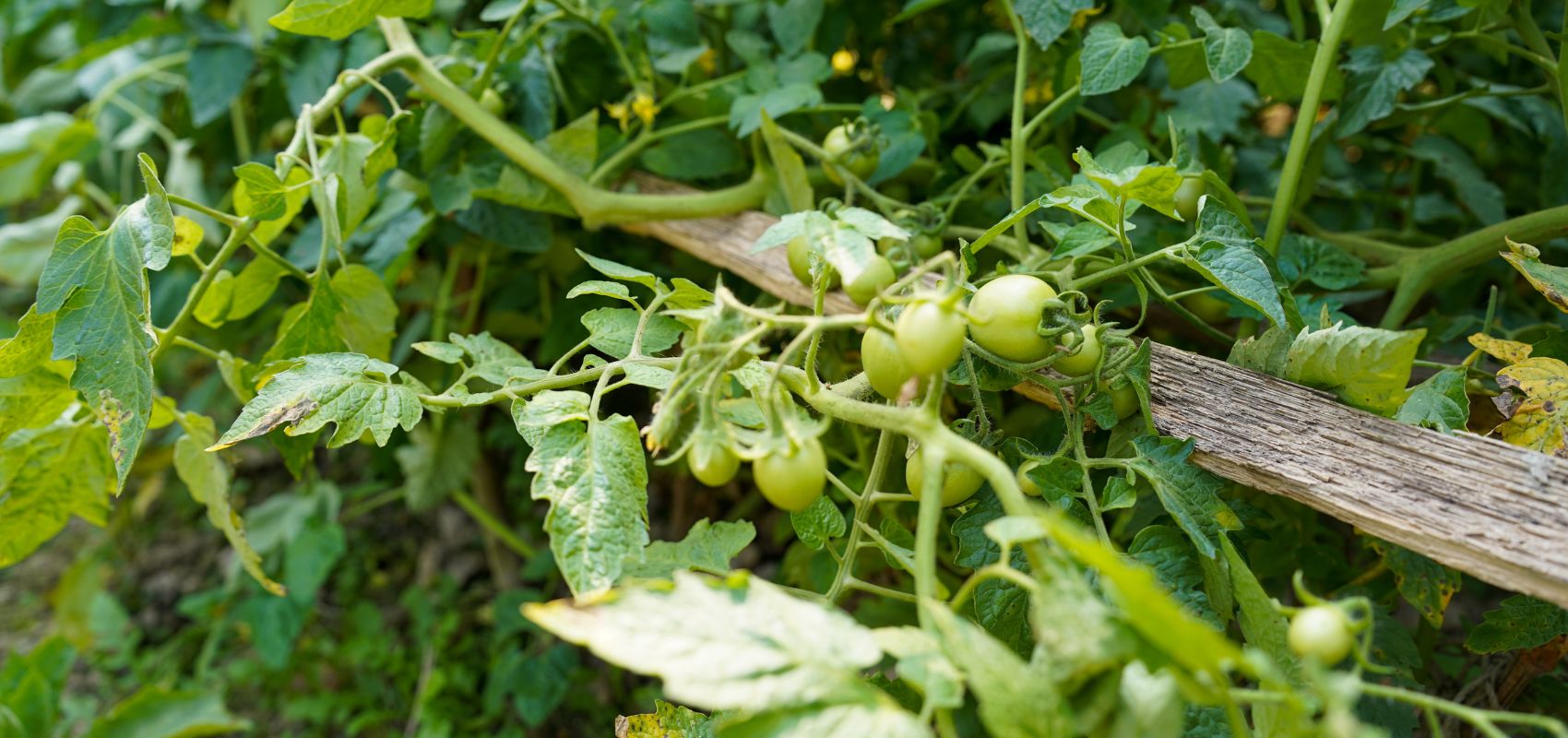 Mikoryza a odporność roślin na suszę i choroby