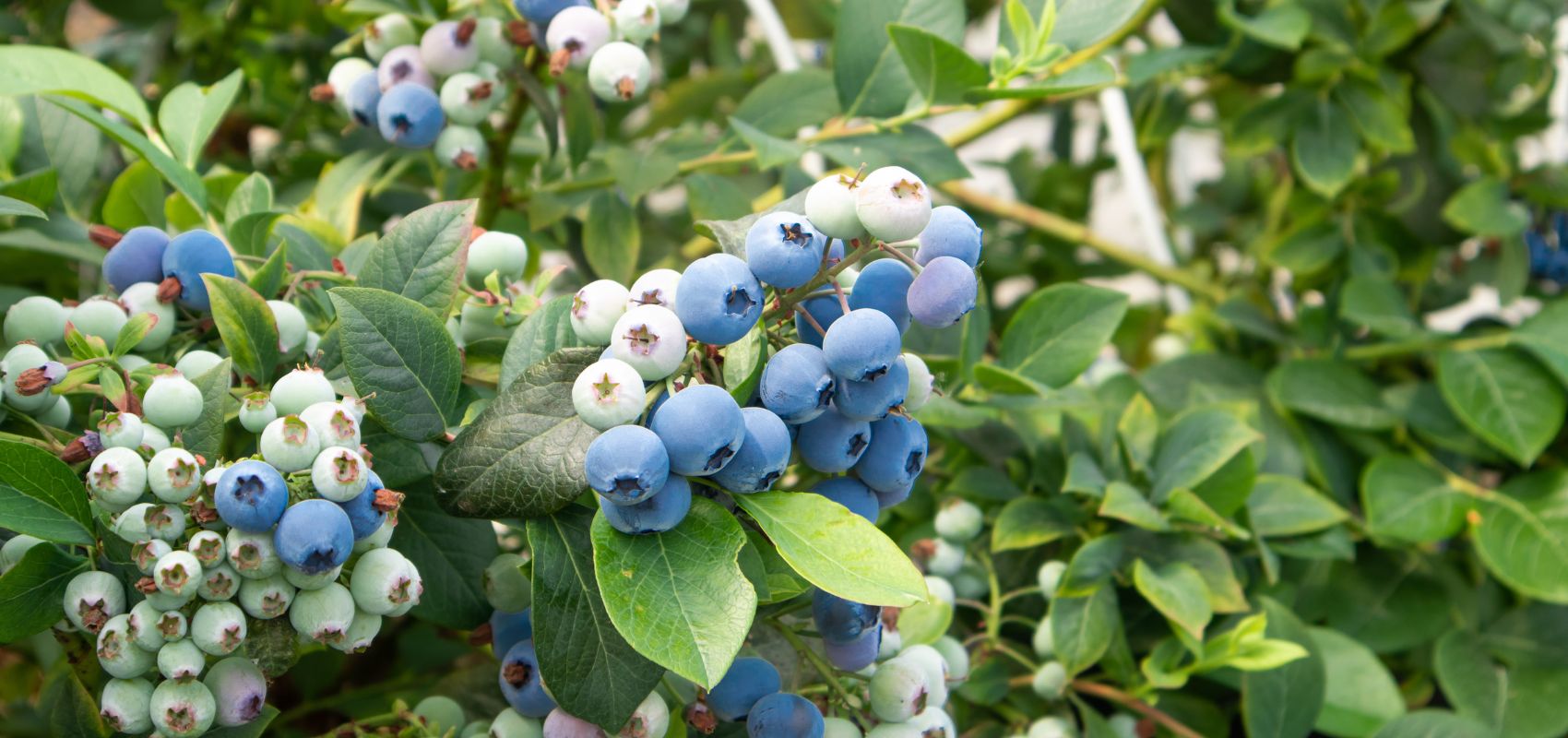 Mikoryza do borówki amerykańskiej – dlaczego jest tak ważna?