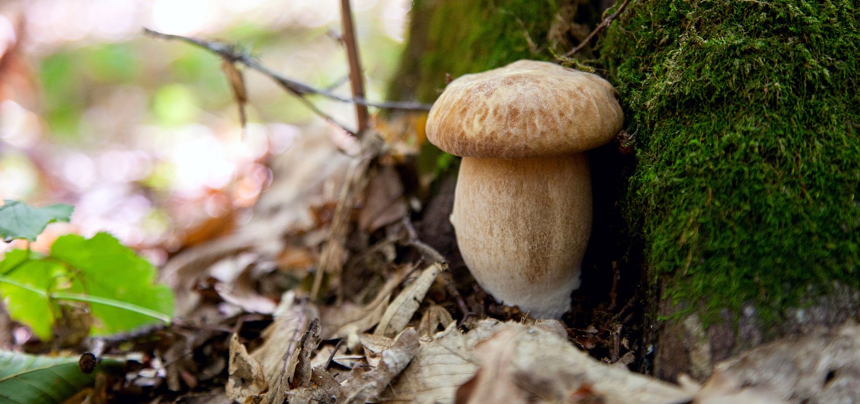 Grzyby leśne w ogrodzie – jakie drzewa są kluczowe dla sukcesu?