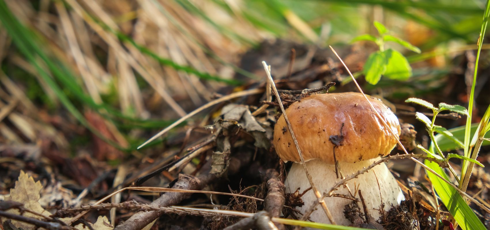 Warunki idealne dla grzybni – wilgotność, gleba, temperatura