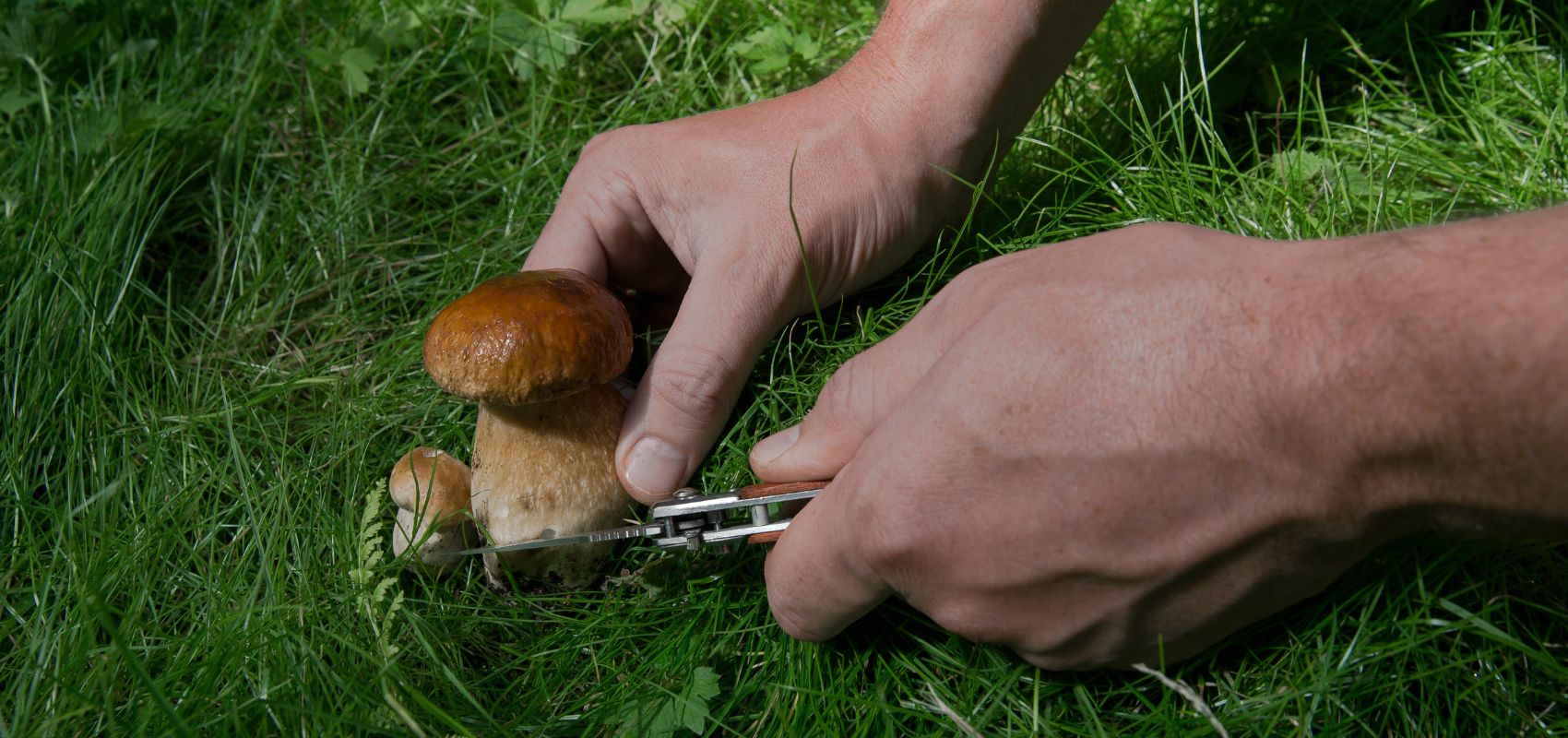 Jak podlewać grzybnię podczas sierpniowych upałów?
